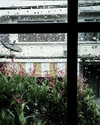 Close-up of plants in greenhouse