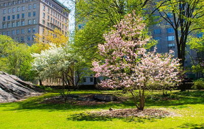 Plants growing in lawn