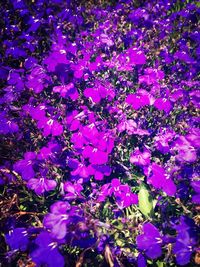 Close-up of purple flowers