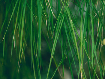 Full frame shot of crops growing on field