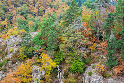 High angle view of pine trees in forest during autumn