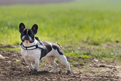Portrait of a dog standing on field