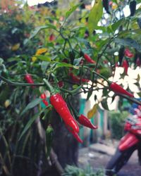 Close-up of red berries growing on plant