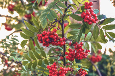 Close-up of red berries on tree