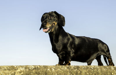 Black dog looking away on field against sky