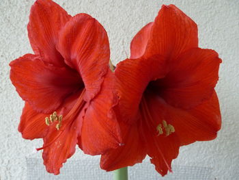 Close-up of red flower