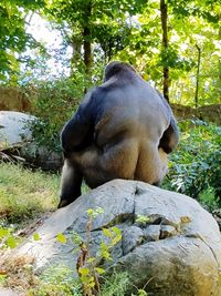 View of elephant in zoo