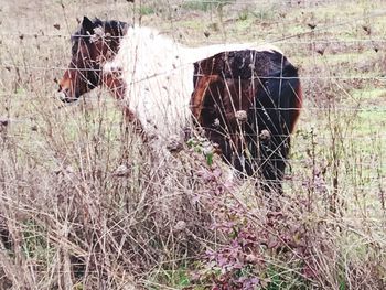 Horse on field