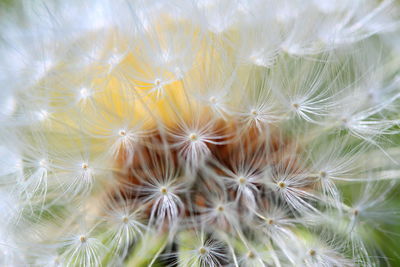 Close-up of dandelion on plant