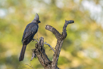 Low angle view of bird perching on tree