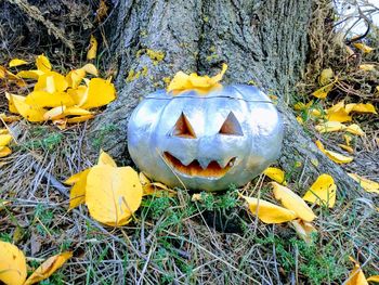 High angle view of pumpkin on field