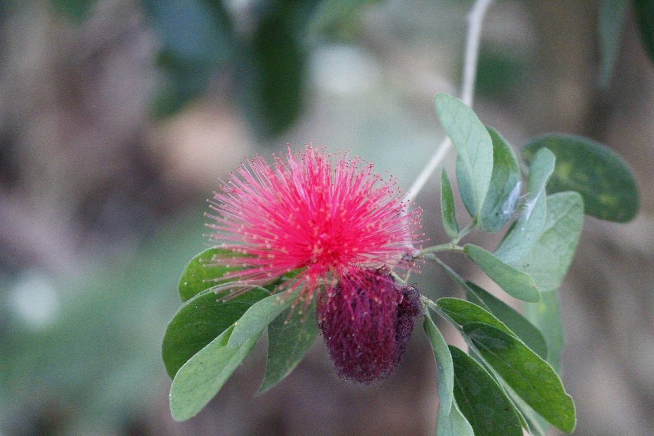 CLOSE-UP OF PINK FLOWER ON PLANT