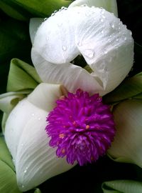 Close-up of flowers