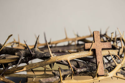 Close-up of lizard on wooden log