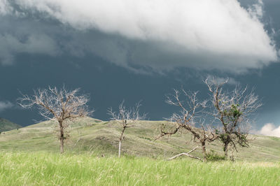 Bare tree on field against sky