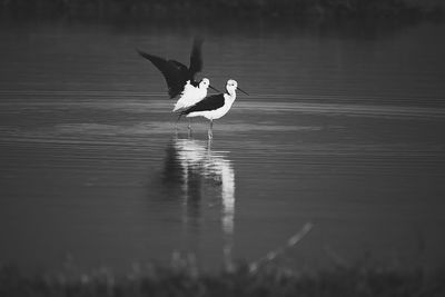 Bird on lake