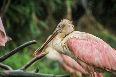 Close-up of bird perching on branch