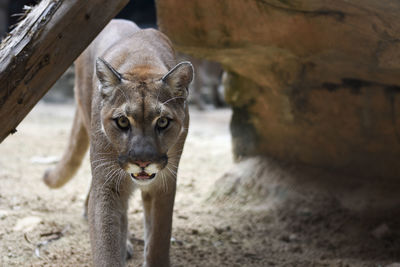 Portrait of puma in zoo