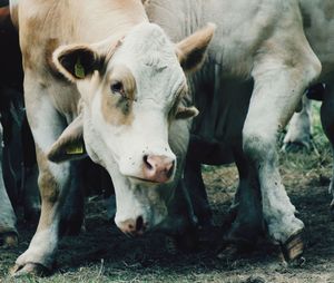 Cows in a field
