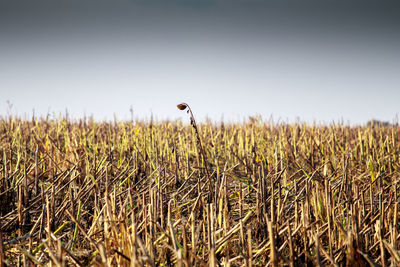 Close-up of wheat field against clear sky