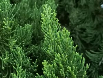 Close-up of fresh green leaves