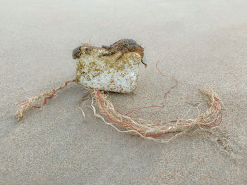 High angle view of crab on sand