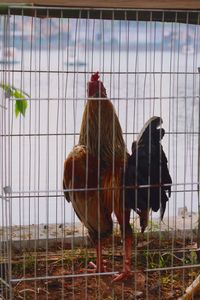 Close-up of goat in cage