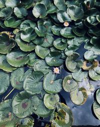 High angle view of lotus water lily in lake