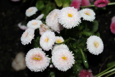 Close-up of white flowering plants