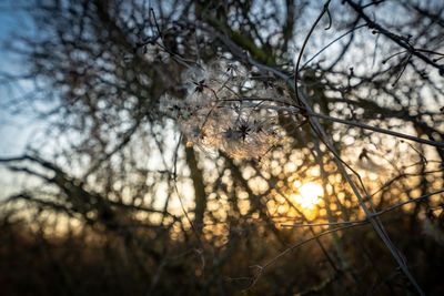 Low angle view of flowering plants against sky during sunset