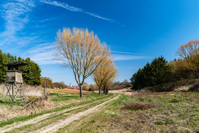 Trees on field against blue sky