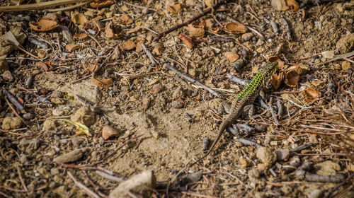 Full frame shot of lizard