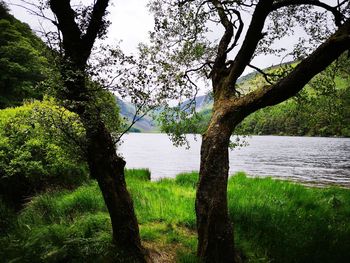 Trees by lake