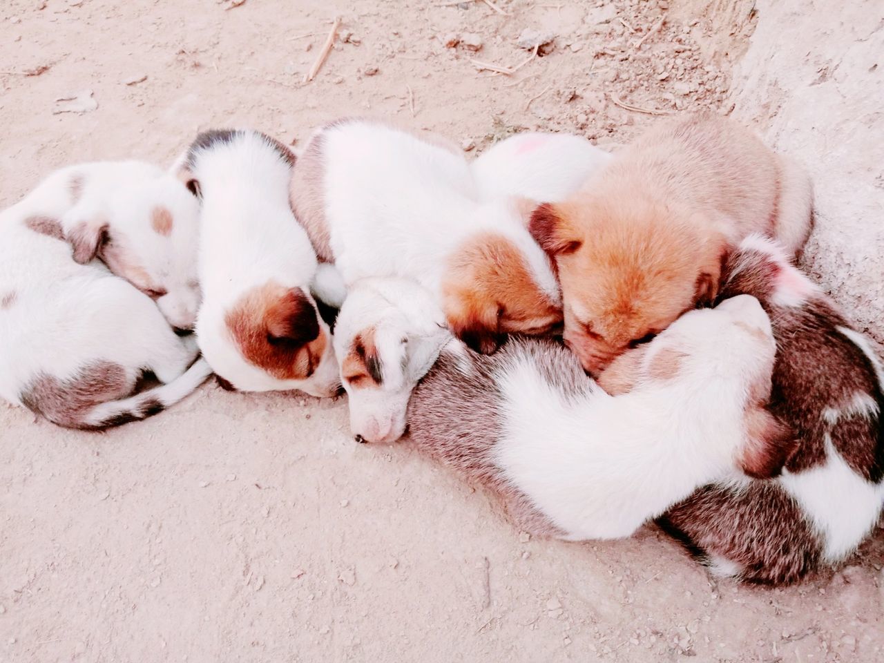 domestic, pets, domestic animals, mammal, animal themes, animal, group of animals, relaxation, vertebrate, young animal, canine, dog, sleeping, puppy, no people, medium group of animals, resting, togetherness, eyes closed, animal family, innocence