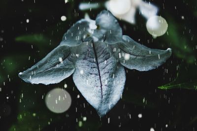 Close-up of wet leaf floating on water