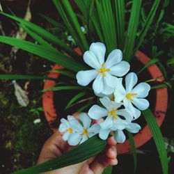 Close-up of hand holding flowers