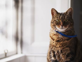Close-up portrait of cat at home