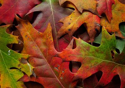 Close-up of dry maple leaves during autumn