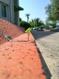 Close-up of plant on street