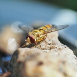 Close-up of insect on rock