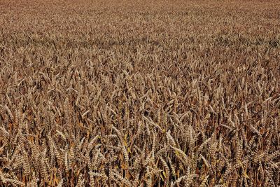 Full frame shot of wheat field