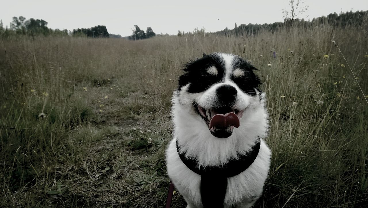 animal themes, one animal, pets, domestic animals, dog, grass, field, mammal, standing, portrait, grassy, looking at camera, white color, front view, nature, outdoors, day, sticking out tongue, no people, high angle view