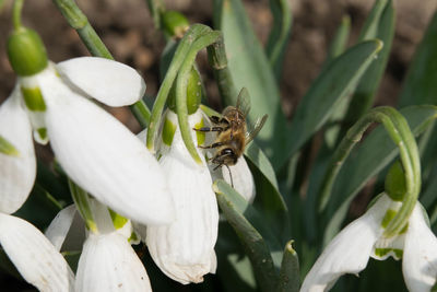 Close-up of bee on white flower