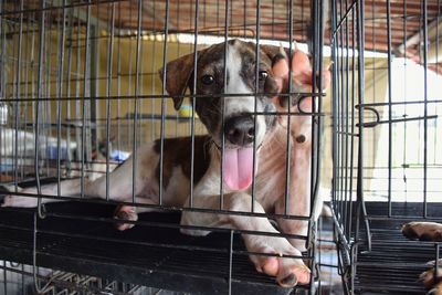 Portrait of dog in cage