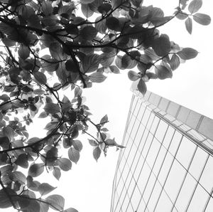 Low angle view of tree