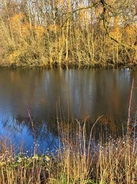 Scenic view of lake in forest