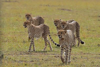 Cheetahs walking on field