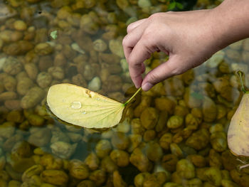 Close-up of hand holding leaves