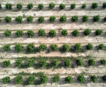 Full frame shot of plants growing on field