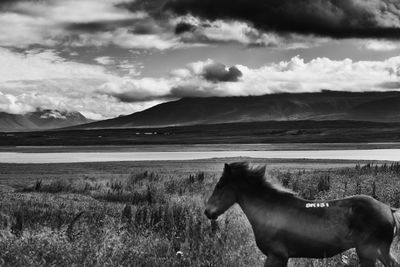 View of a horse on field